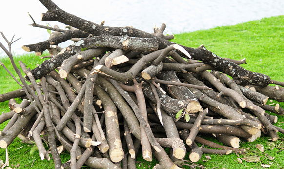 cut tree branches
