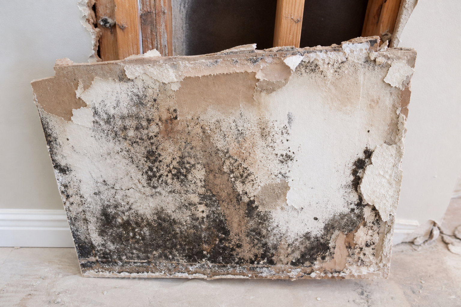 Water-damaged and moldy drywall removed from a wall